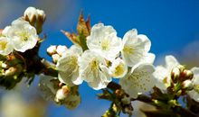 未来半年运势逆袭，横财发不停，前途无忧，运势极佳的四属相