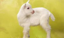 麦玲玲属羊人2021年运势运程 2021年生肖羊运程