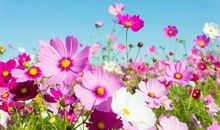 11月上旬，发财不愁，贵人扶持，富贵多金的四个生肖