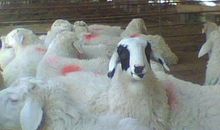 2021年属羊冲太岁如何化解,牛年属羊今年犯太岁带什么好