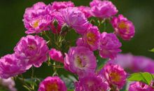 霉运远离，好运傍身，发财中大奖的生肖，11月起日子越来越富有