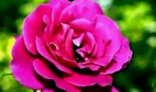 恭喜四生肖终于迎来曙光，11月9号开始正财横财两旺，金库再添一笔!