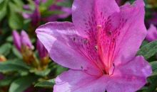 日后有福享有钱花，受人尊敬的生肖，11月以后日子红火舒坦