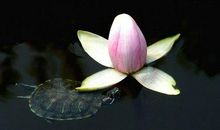 3.12-28号财运大旺，事业红火，财库丰盈的四生肖