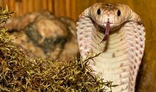 梦见蛇是什么意思