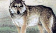 2021年属狗运势及运程详解,属狗人2021年佩戴什么吉祥物好