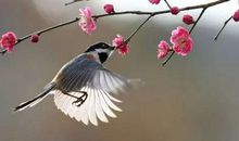 11月好运接踵而至，遇难成祥，事业一鸣惊人的四个生肖