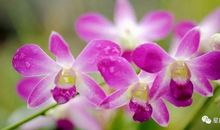 11月中旬喜洋洋，3生肖中头奖、发旺财，横财接二连三，鸿运不请自来