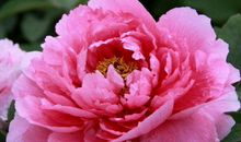 11月开始运势雄起，求财顺利，赚钱不少，好运连连旺的生肖