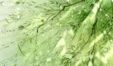 1992年生的28岁生肖猴人2020年运势好吗,“比肩”星主导需主动争取