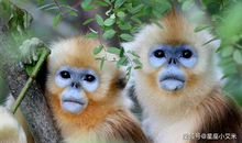 3月份这4大生肖，前程似锦，事业平步青云