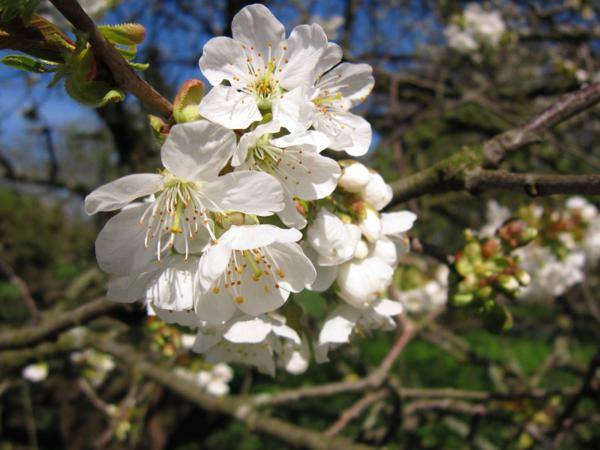 4月下旬起财星庇护，四属相一路顺风顺水，大富大贵不仅仅是梦想 1