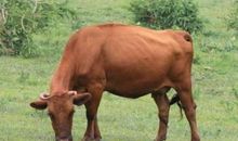 属牛2021本命年要注意什么 牛年属牛本命年有哪些忌讳