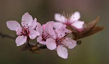 11月桃花运势大爆发，喜结良缘上上签，有望脱离单身的3大生肖