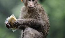 麦玲玲属猴人2021年运势运程 2021年生肖猴运程