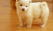 麦玲玲属狗人2021年运势运程 2021年生肖狗运程