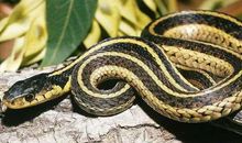 麦玲玲属蛇人2021年运势运程 2021年生肖蛇运程