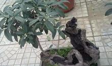 桂花树的风水禁忌