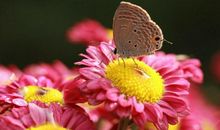 恭喜四生肖事业一帆风顺，11月9号开始有贵人多助，富足有余多财多金！