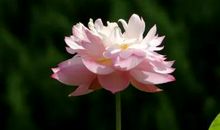 在婚后懒得干家务的3生肖男，宁可吃剩菜，也不愿意下厨！