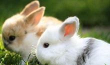 麦玲玲属兔人2021年运势运程 2021年生肖兔运程