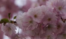 11月红鸾星波动，和真爱不期而遇的3生肖，猪年喜结良缘要脱单！