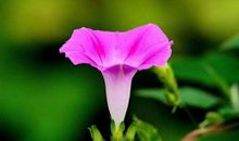 11月13号开始工作顺遂，名利兼得，福气满满，好运挡不住的生肖