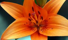 从明日起，上有佛祖保佑，下有贵人相助，生活喜气洋洋的3生肖