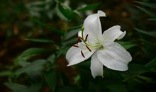 3生肖惹不起，步入11月，生活越来越好，前途无量，贵人到幸福来