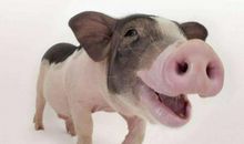 麦玲玲属猪人2021年运势运程 2021年生肖猪运程