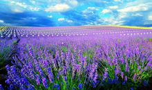 未来一年贵人提携，机遇多财运旺，事业红火，富贵环绕的3生肖