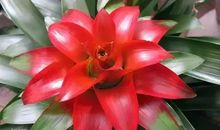 11月12日后，财气上涨，鸿运当头的3大生肖