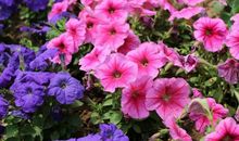 11月中旬起运势大红大紫，喜气盈门，好运延绵，财源广进的生肖