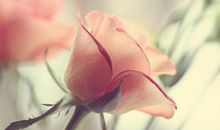 在11月10号之后，3属相横财发数次，偏财更红火，好日子过不完