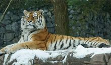 当官的属相最多的是