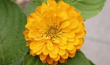 2020年喜获丰收的3生肖，一喜桃花开，二喜生意旺，人生辉煌！