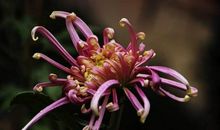 2020年喜鹊报喜的3生肖，桃花旺，生意火，福气好，万事大吉！