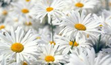 未来9天财路大开，好运挡不住，贵人撑腰，富贵享不完的3大生肖