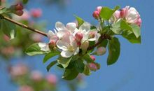 早年日子不好过，42岁后事业顺心，生活富足，晚年享清福的生肖