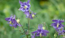 11月14号起吉星庇佑，气势如虹，富贵躲不过，顺心如意的四属相