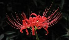 横财惹不起，越来越有钱的生肖，11月16号起注定钱财赚不停