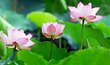 11月大有福报，苦尽甘来，荣华富贵的四大生肖