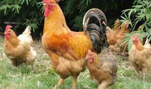 2021年属鸡运势及运程详解,属鸡人2021年佩戴什么吉祥物好