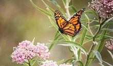 未来一个月，3星座成功转运，事业一帆风顺，生活幸福美满