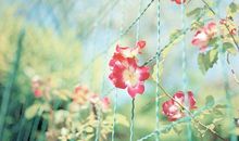 不得不知！12生肖颜色的相冲忌讳