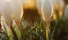 11月上旬财运势不可挡，富贵又多金的生肖，好运不断，钱多生活好