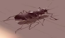 女人梦见虫子什么预兆