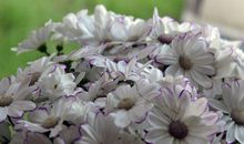 11月9号起走好运赚大钱的生肖，黄金遍地，富贵逼人，越过越美好