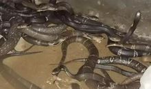 1989年属蛇人2021年运势男命 89年出生32岁生肖蛇男2021年运程详解