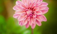 11月福财双收，大奖追着跑的生肖，吉星高挂，每一天都很幸福快乐